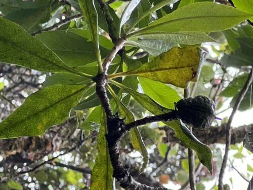 Pittosporum glabrum observed 2023-05-18