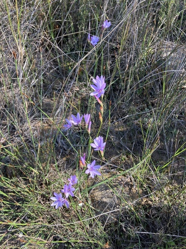 Common Satin (Geissorhiza heterostyla)