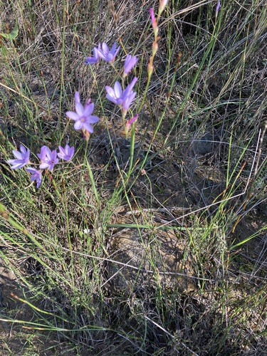Geissorhiza heterostyla