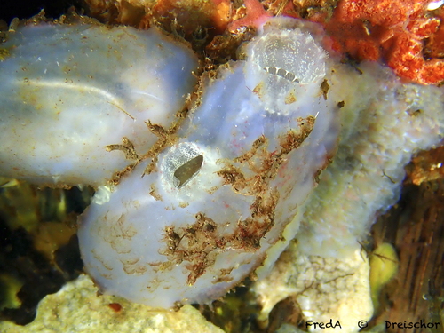 European ascidian, photo 6 of 8