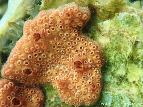 Chain Tunicate, Zeeuwse meren, 158_13_400, NL, photo 7 of 10