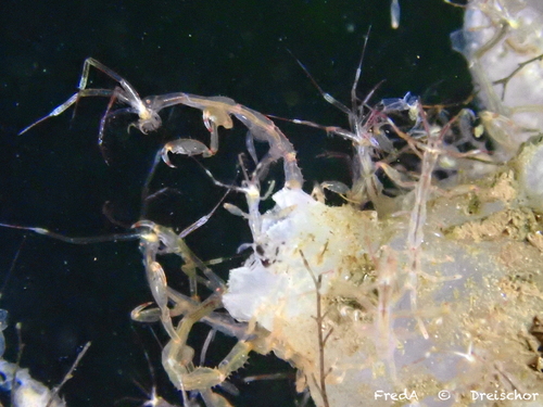 Japanese Skeleton Shrimp, Zeeuwse meren, 158_13_400, NL, photo 9 of 10