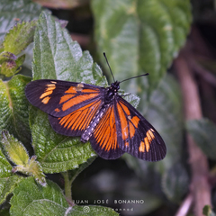 Actinote thalia pyrrha