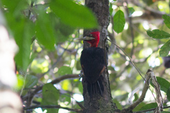 Campephilus rubricollis