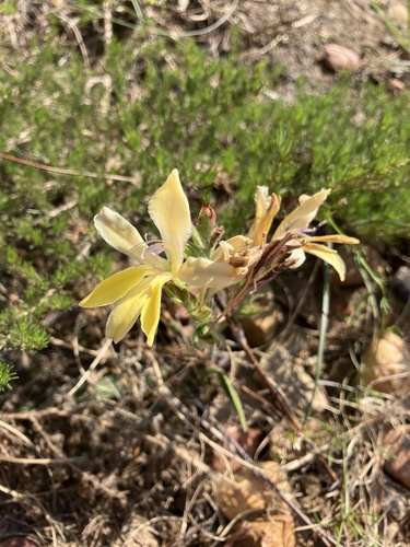 Babiana patula