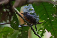 Thamnomanes schistogynus