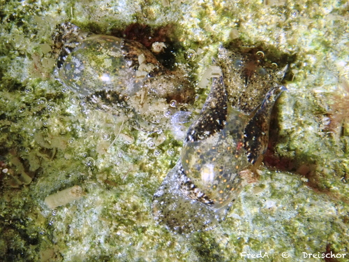Japanese Bubble Snail, Zeeuwse meren, 158_13_400, NL, photo 10 of 10