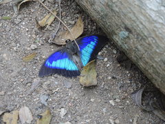 Prepona laertes octavia