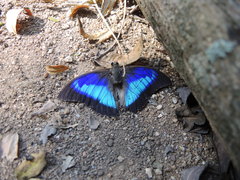 Prepona laertes octavia