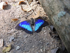 Prepona laertes octavia