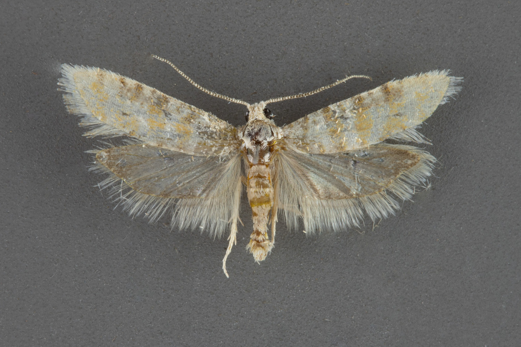 Rhyacionia pallifasciata