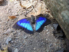 Prepona laertes octavia