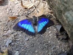 Prepona laertes octavia