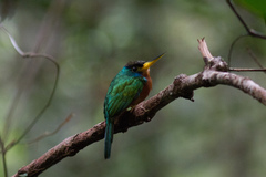 Galbula cyanicollis