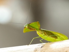 Choeradodis rhomboidea