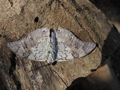 Prepona laertes octavia