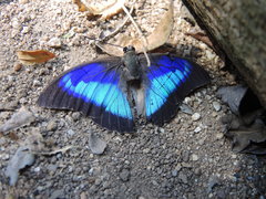 Prepona laertes octavia