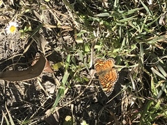 Phyciodes graphica graphica