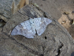 Prepona laertes octavia