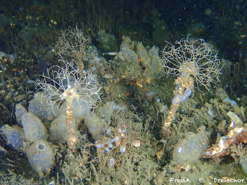 Sand Mason Worm, Zeeuwse meren, 158_13_400, NL, photo 4 of 10