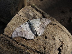 Prepona laertes octavia