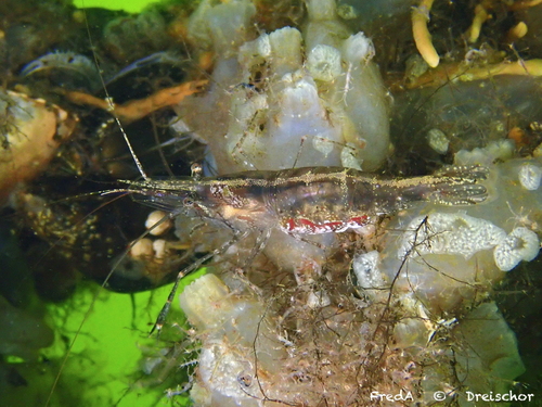 Oriental Shrimp, photo 6 of 10