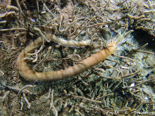 Pluimworm, Zeeuwse meren, 158_13_400, NL, photo 8 of 10