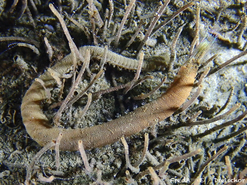 Pluimworm, Zeeuwse meren, 158_13_400, NL, photo 10 of 10