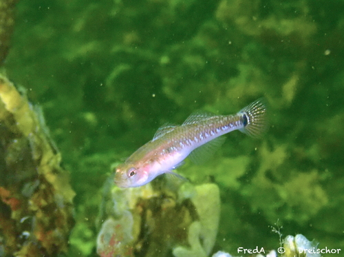 Two-spotted Goby, Zeeuwse meren, 158_13_400, NL, photo 8 of 10