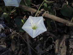 Ipomoea ampullacea