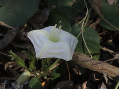 Ipomoea ampullacea