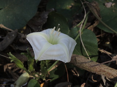 Ipomoea ampullacea