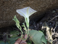 Ipomoea ampullacea