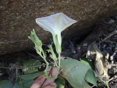 Ipomoea ampullacea