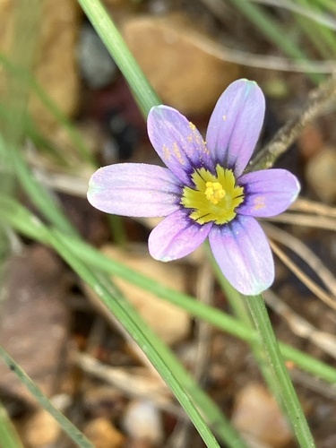 Romulea minutiflora