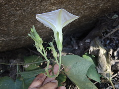 Ipomoea ampullacea