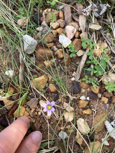 Romulea minutiflora