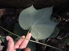 Ipomoea ampullacea