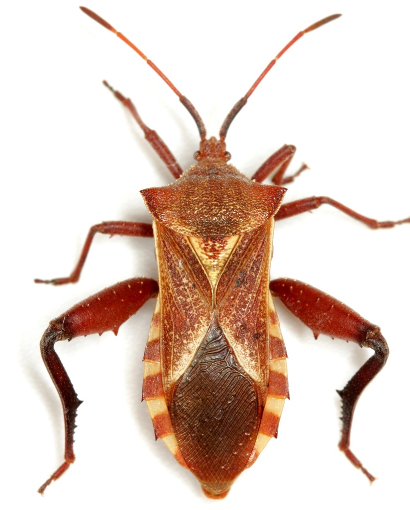 Mozena buenoi