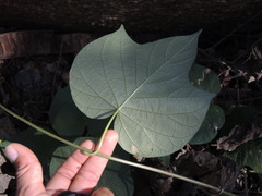 Ipomoea ampullacea