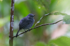 Thamnophilus murinus