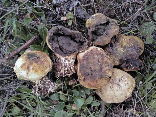 Representative image of Scleroderma meridionale