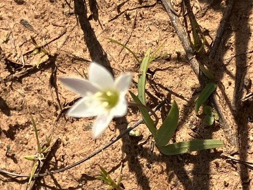 Geissorhiza nana