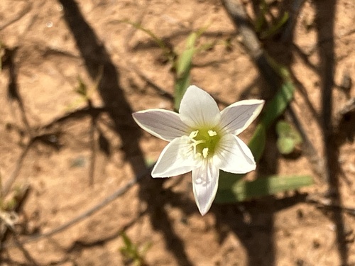 Geissorhiza nana