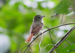 Ramphotrigon ruficauda