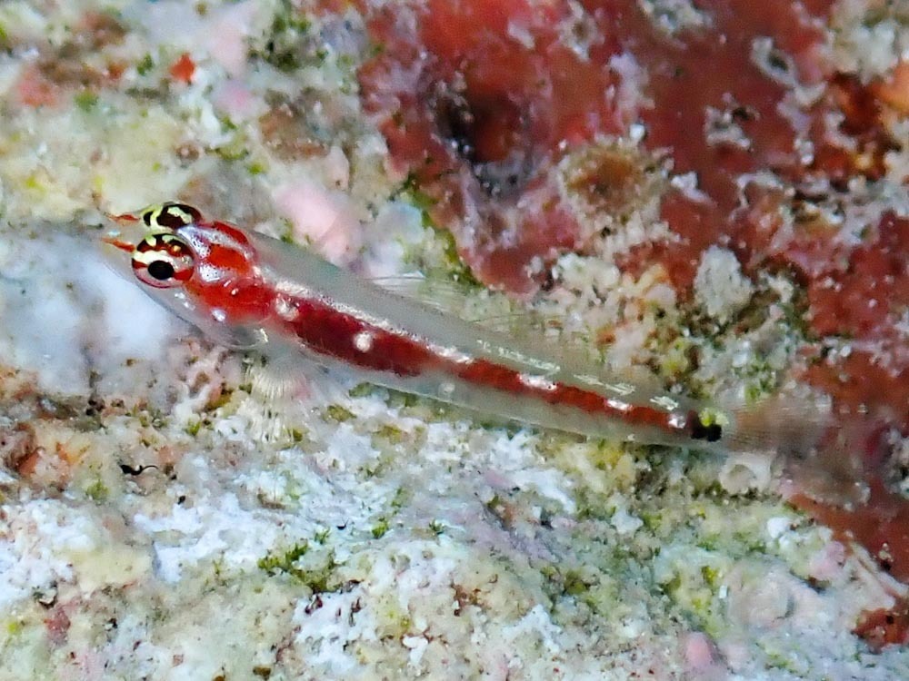 False-Comet Dwarfgoby