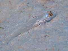 Flasher Sand-Goby photo 2