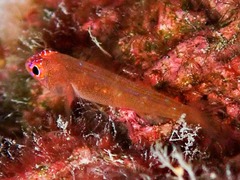 Exquisite Pygmy Goby photo 4
