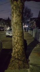 Platanus × hispanica