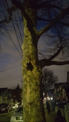 Platanus × hispanica